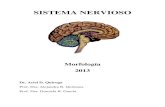 SISTEMA NERVIOSO 2013.pdf
