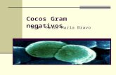 Cocos Gram Negativos