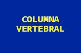 1- Columna Vertebral