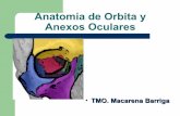 Clase 1 Orbita y Anexos Oculares