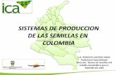 Sistema de producción de semilla en Colombia.pdf