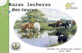 Presentación Razas Lecheras Bos Taurus 2011