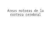 Areas Motoras de La Corteza Cerebral Ppt Hector Caballero (1)