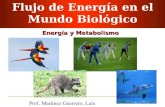 Energia y Metabolismo
