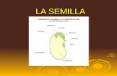 La Semilla1 11