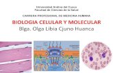 B-celular y Molecular Ix 2015 Nucleo