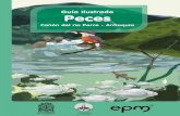 Guía Ilustrada Peces Cañón Del Río Porce - Antioquia