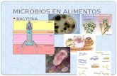 Caracterisiticas de Microorganismos en Alimentos