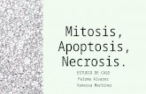 Mitosis, Apoptosis, Necrosis