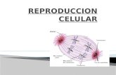 Reproduccion Celular