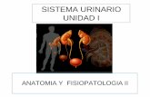 Clase 1 - Anatomia Sistema Urinario