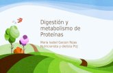 Digestion y Metabolismo de Proteínas
