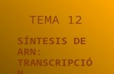 12. Síntesis de ARN. Transcripcion