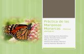 Práctica de Las Mariposas Monarcas