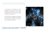 Sinapsis Neuronal