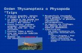 Orden Thysanoptera, Megaloptera, Neuroptera, Mecoptera y Siphonaptera