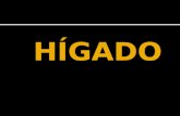 Clase Higado-pancreas