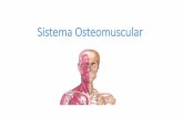 Sistema Osteomuscular