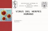 virus del herpes humano