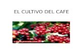 El Cultivo Del Cafe (1) Iiiiiiiiiiii