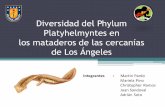 Diversidad Del Phylum Platyhelmyntes