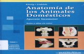Anatomía de Los Animales DoAnatomía de los animales domésticos, Aparato locomotormésticos, Aparato Locomotor - König, Liebich