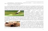 Enemigos Naturales: parasitoides Caracteristicas Del Parsitismo en Insectos