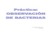 Práctica- Observación de Bacterias