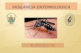 Vigilancia Aedes