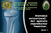 Tema 1. Anatomías Del Aparato Reproductor Femenino.