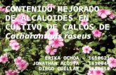 Contenido mejorado de alcaloides en cultivo de callos de Catharanthus roseus.pptx