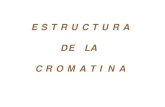 Clase Cromatina y Cromosomas 2006