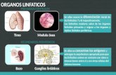 Organos Linfaticos
