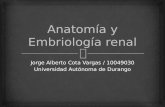 Anatomía y Embriología Renal