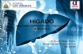 Anatomia Quirurgica Del Higado Postgrado Cirugia General Hlv Dr David Yèpez