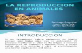 La Reproduccion en Animales