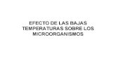 EFECTO DE LAS BAJAS TEMPERATURAS SOBRE LOS  MICROORGANISMOS.pdf