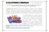 Práctica: Observación y disección de corazón de mamífero