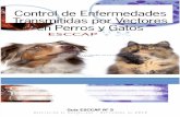 Control de enfermedades transmitidas por vectores en perros y gatos