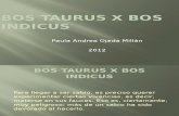 Bos Taurus x Bos Indicus