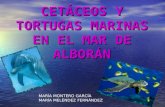 Cetaceos y Tortugas Marinas en El Mar De