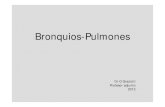 Bronquios Pulmones