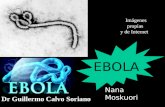 Ébola - Imágenes y conceptos