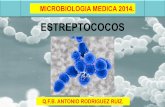 CLASE 4 Streptococcus
