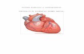 Sistema Endócrino y Cardioplumonar