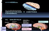 Hemisferios y corteza cerebral.pptx