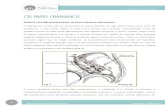 Os Pares Cranianos - Nervo Vestíbulococlear - 8° Par