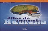 Atlas de Anatomía Humana - Rohen Yokochi - 6° Edición