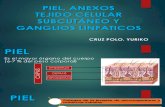 Piel y Anexos,Tejido Celular Subcutanea y Ganglios Linfaticos