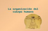Organizacion Cuerpo Humano